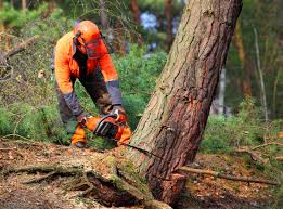 Reliable Bay Village, OH Tree Services Solutions