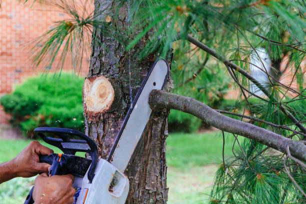 How Our Tree Care Process Works  in  Bay Village, OH